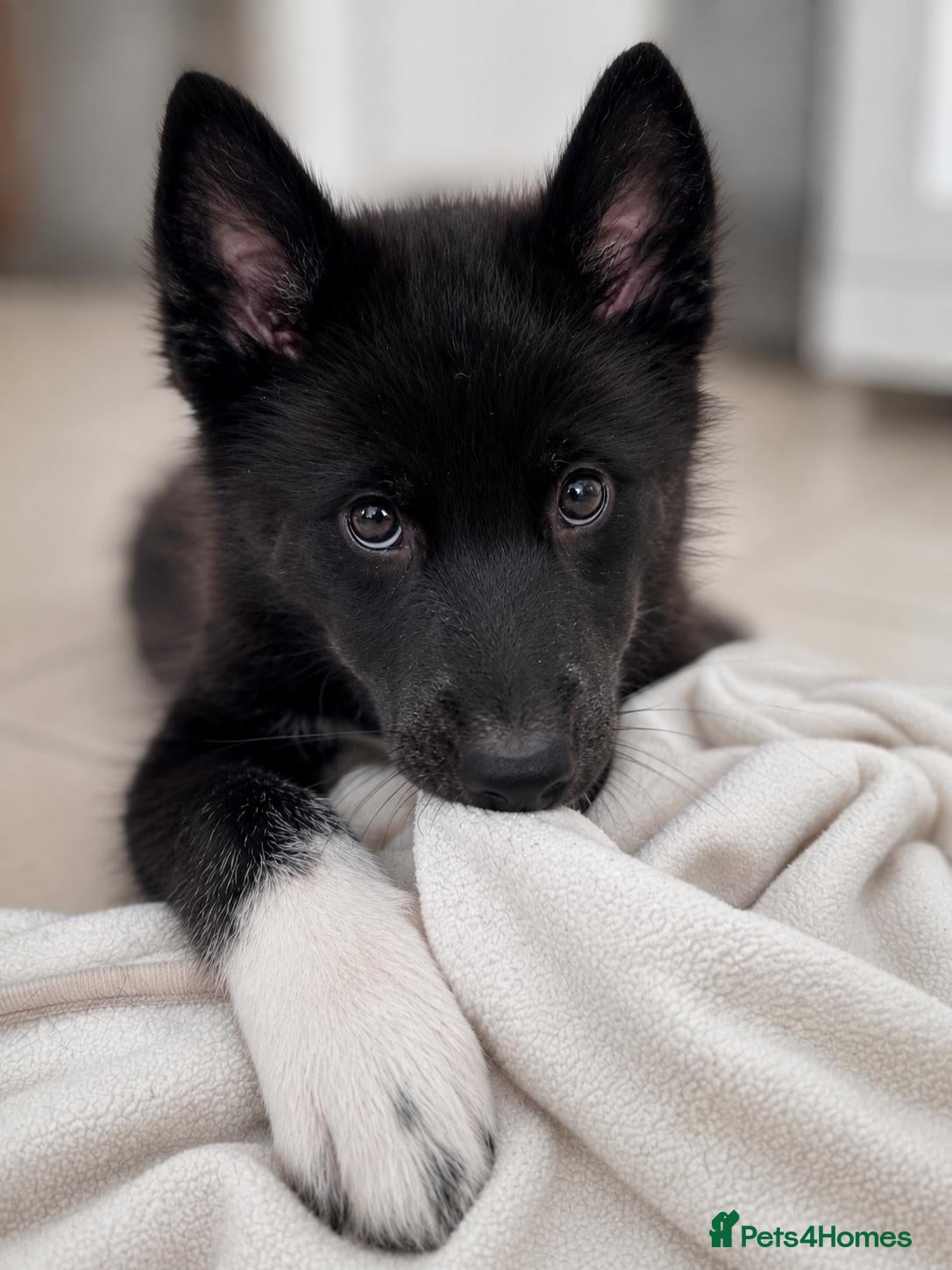 Mixed Breed dogs Socialised Husky x Malamute | Health tested 🐾 - Advert 8