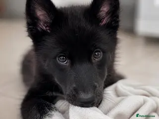 Mixed Breed dogs Husky x Malamute | Health Tested | Crufts Line - Advert 3