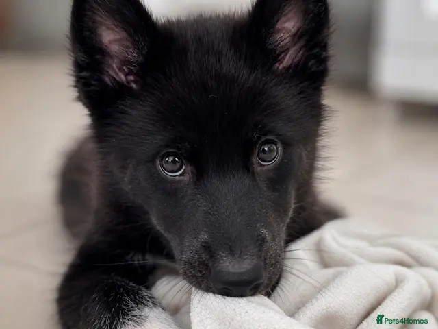 Mixed Breed dogs Husky x Malamute | Health Tested | Crufts Line - Advert 19