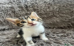 Bengal cats for sale: RUSSIAN BLUE BENGLES - Image 10