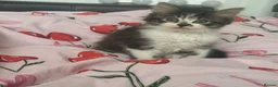 Mixed Breed cats for sale: 4 Long Hair Kittens  - Advert 7