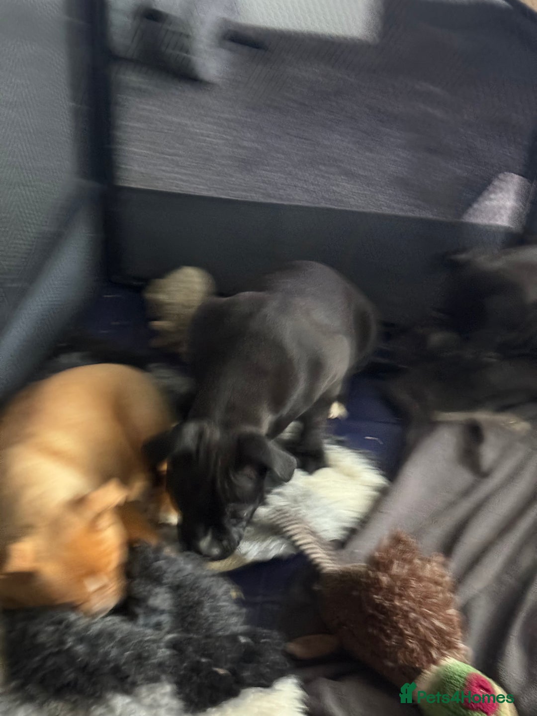 Alapaha Blue Blood Bulldog dogs for sale: ALAPAHA BLUE BLOOD BULLDOGS  - Advert 3