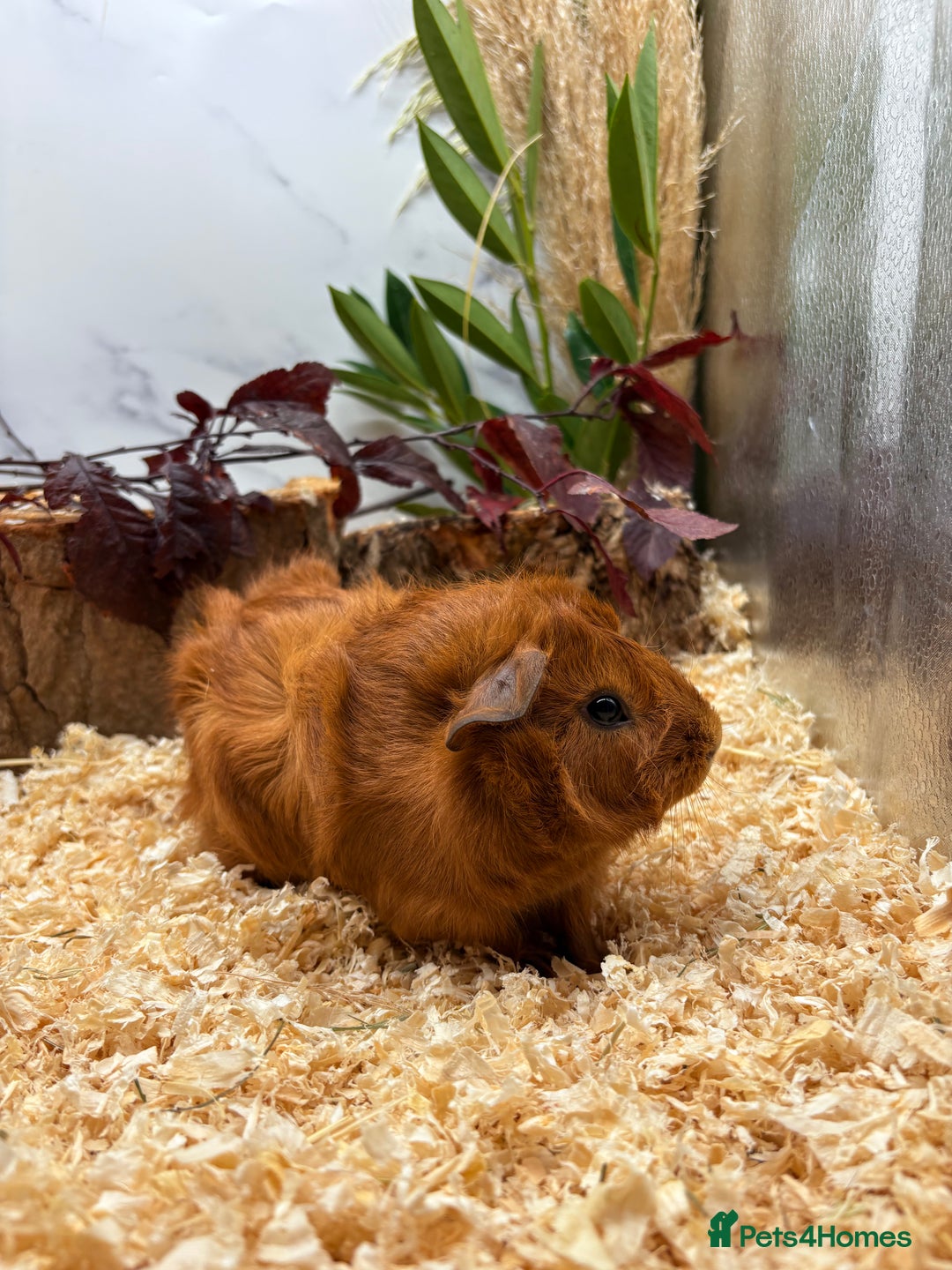 Guinea Pig rodents for sale: 🏡🐹 Multiple pretty Boys available 🐹🏡 - Image 31