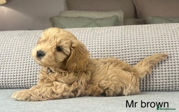 Maltipoo dogs for sale: STUNNING BOYS AND GIRL. DNA TESTED CLEAR FATHER - Image 12