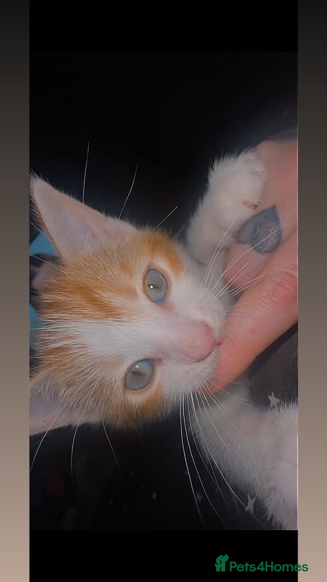 Mixed Breed cats 1 female kitten  in Newcastle upon Tyne - Advert 1