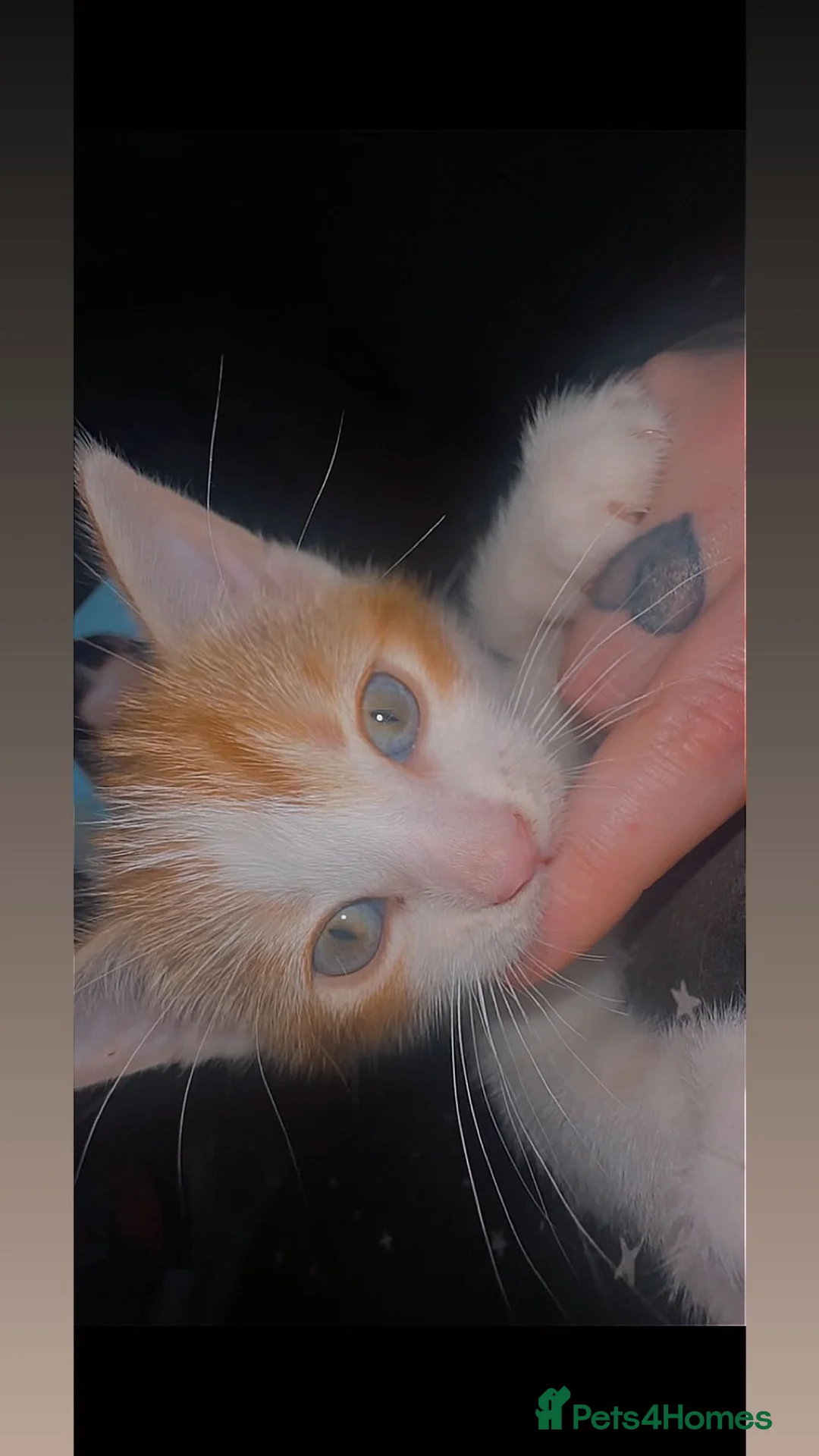 Mixed Breed cats for sale: 1 female kitten  in Newcastle upon Tyne - Advert 1