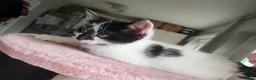 Mixed Breed cats for sale: Kittens for sale  in Chester-le-Street - Advert 3