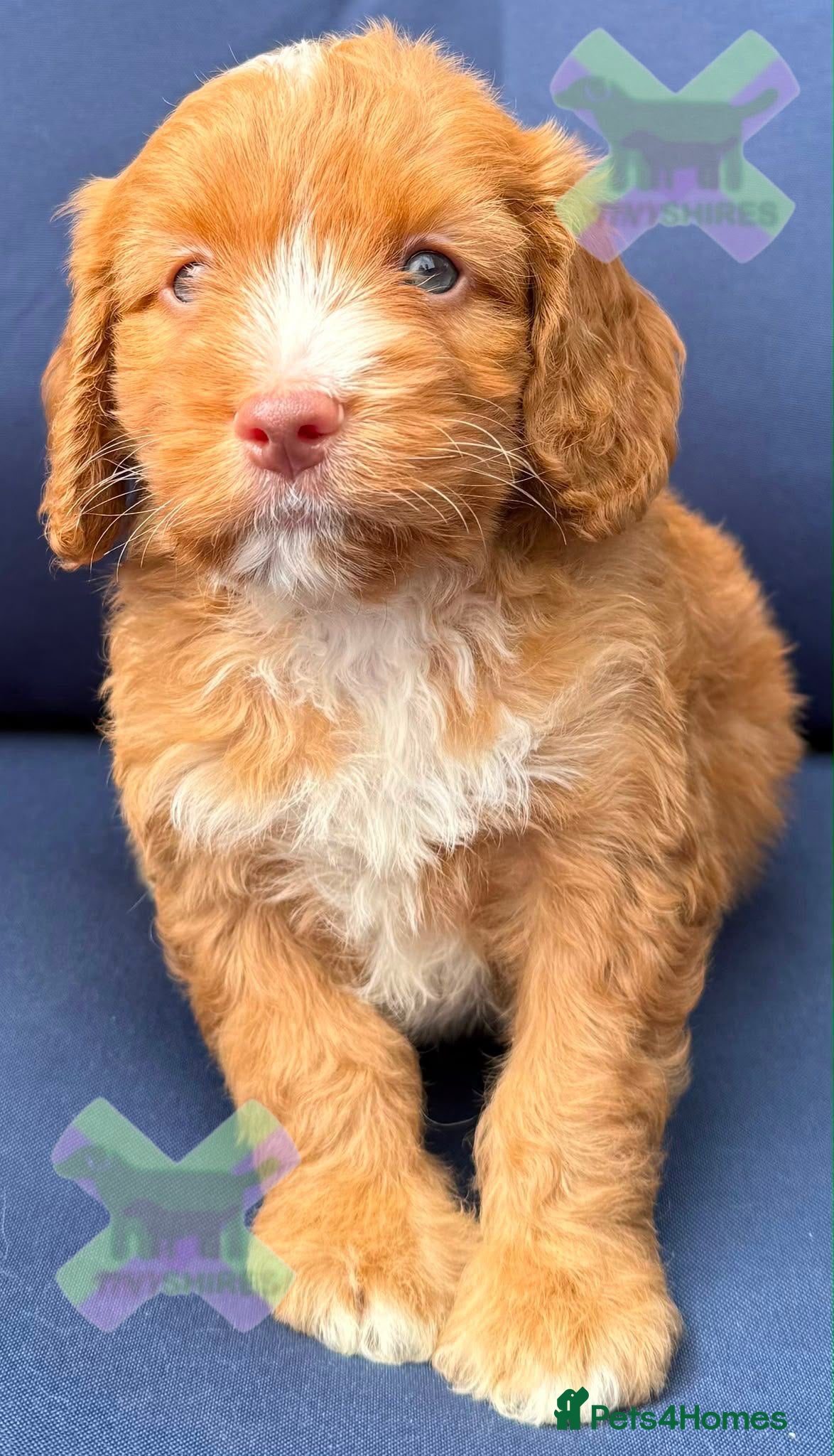 Cockapoo dogs F1 Apricots and fox reds mini cockapoos 30 dna clr - Advert 2