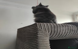 Ragcoon cats for sale: Maine coon X Ragdoll kitten - Image 25