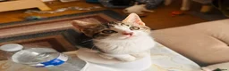 Mixed Breed cats for sale: Adorable,Kittens Ready for Their Forever Homes! 🐾 - Advert 17