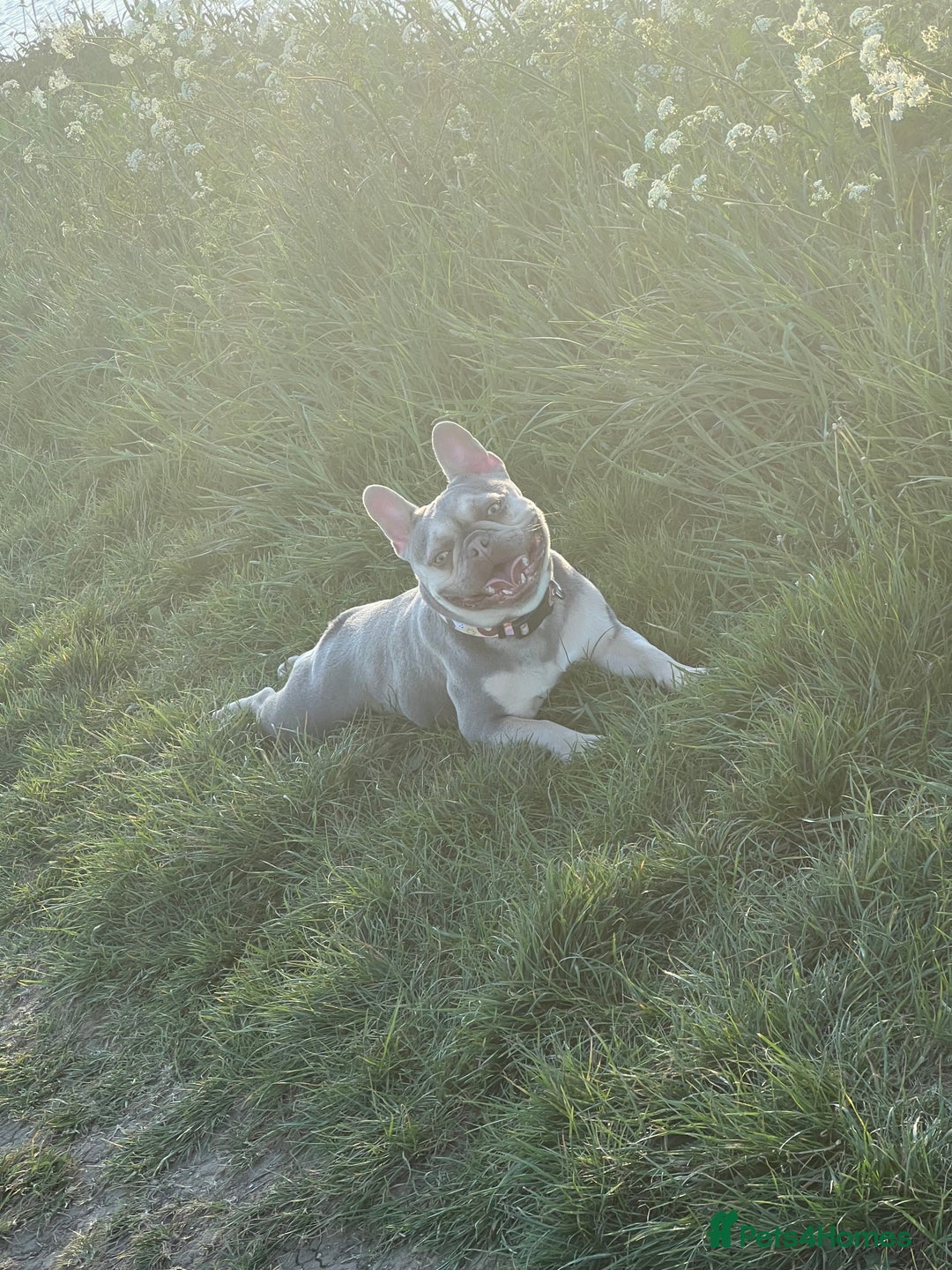 French Bulldog dogs for sale: Female French bull dog  - Advert 2