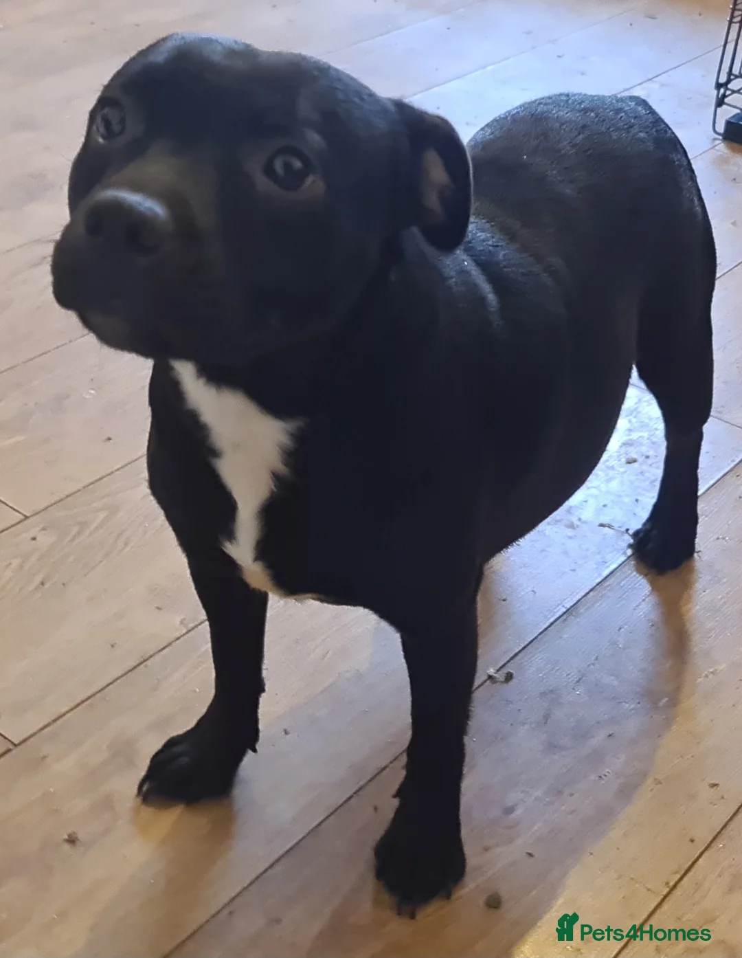 Staffordshire Bull Terrier dogs for sale: Adorable Black and blue kc staffy puppys  - Advert 6