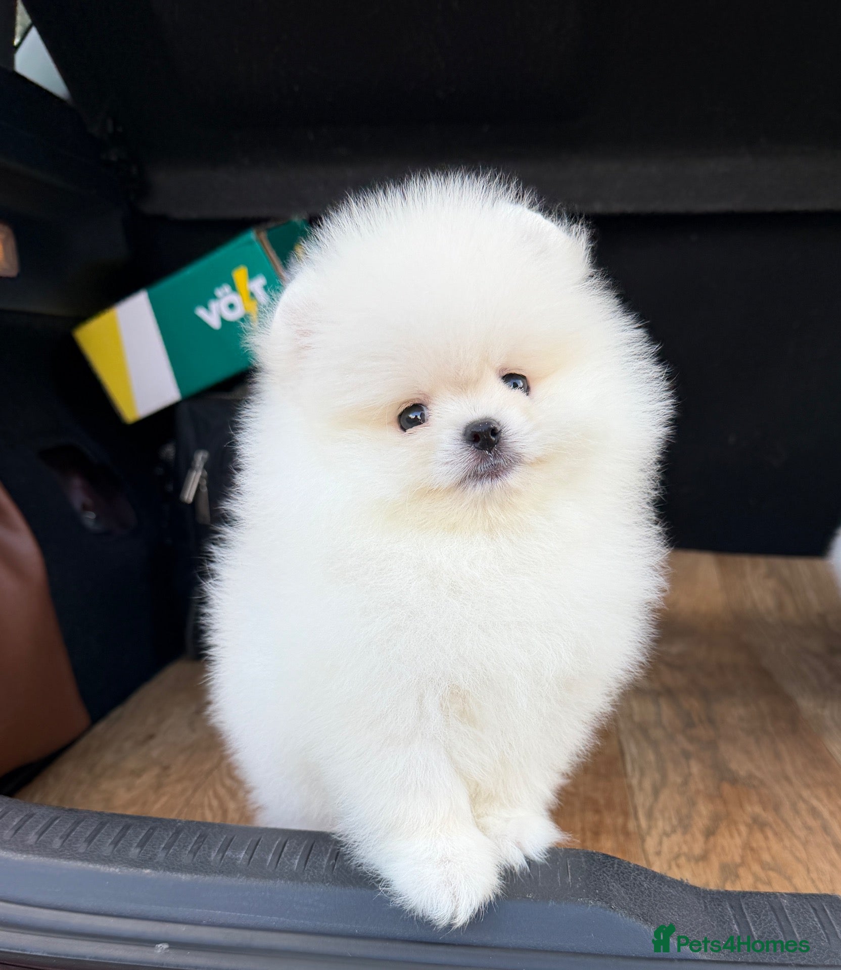 Pomeranian dogs for sale: Beautiful White/Cream Pomeranian Puppies - Advert 1