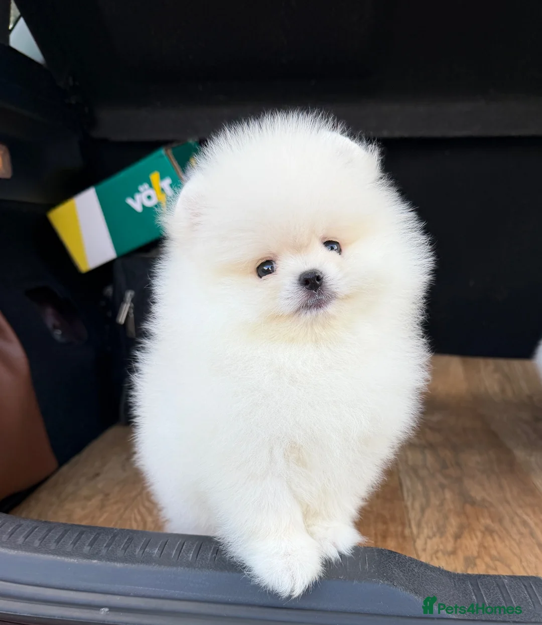 Pomeranian dogs for sale: Beautiful White/Cream Pomeranian Puppies - Advert 1