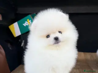 Pomeranian dogs Beautiful White/Cream Pomeranian Puppies - Advert 2