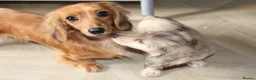Miniature Dachshund dogs for sale: Cream dapple girl  - Advert 10