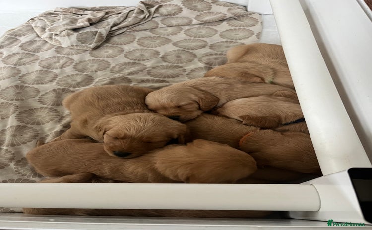 Labradoodle dogs - Advert 11