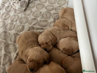 Labradoodle dogs - Advert 4