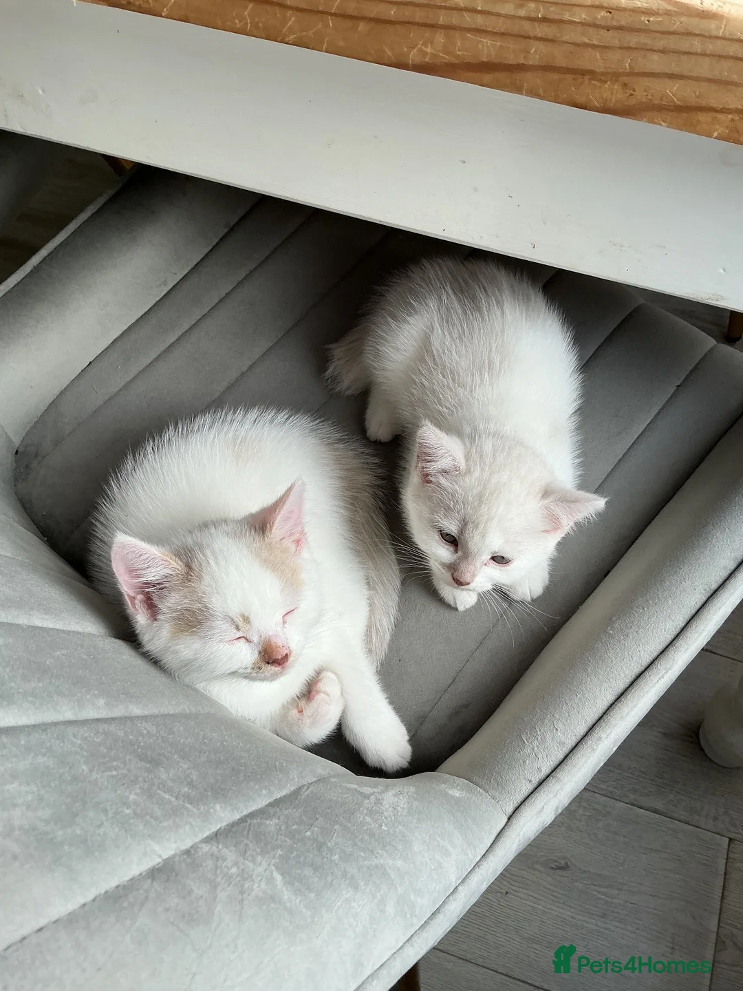 Mixed Breed cats for sale: Unusual coloured kittens in Leicester - Advert 2