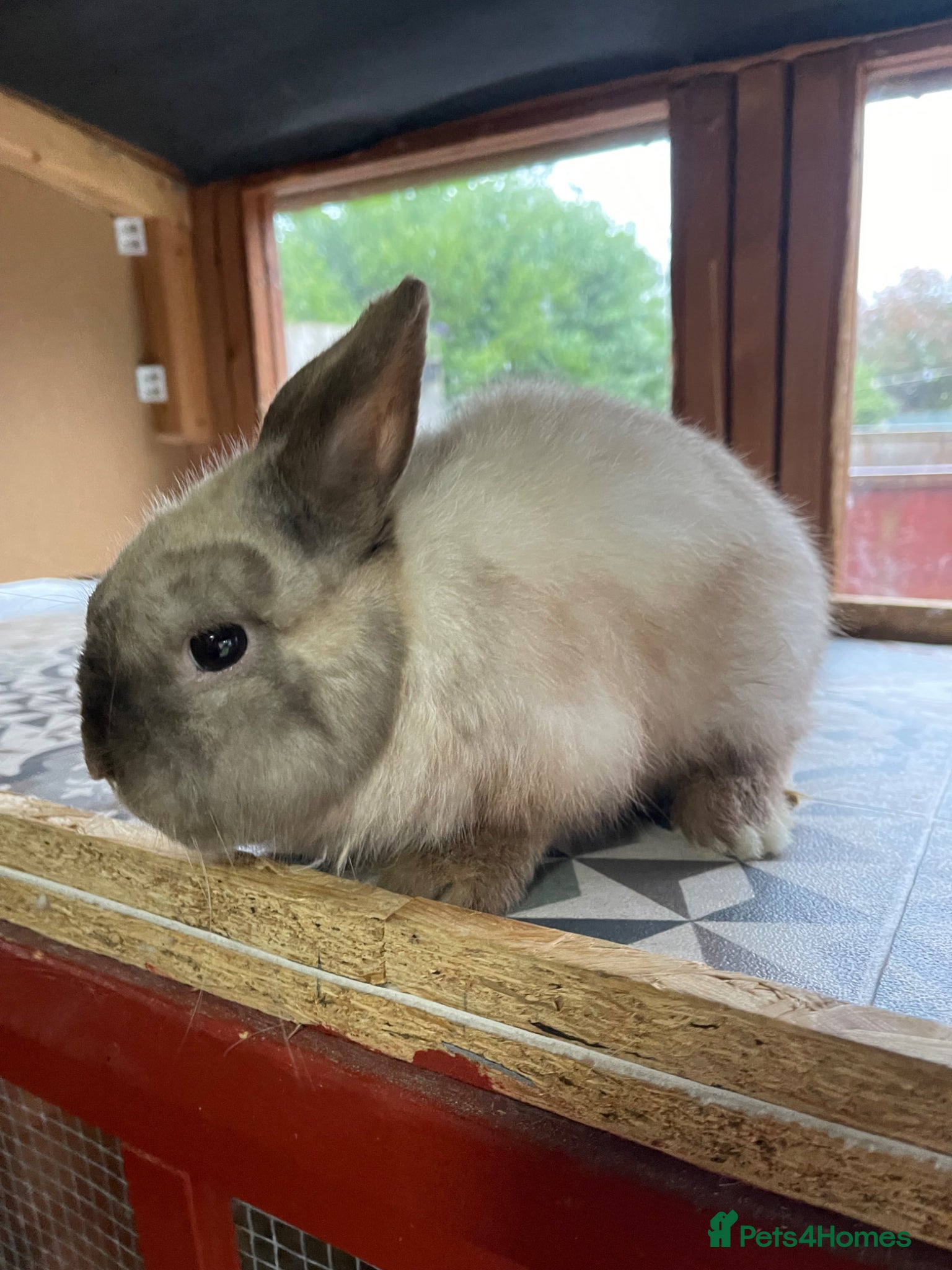 Netherland Dwarf rabbits for sale: ⭐️ CARAMEL Looking for new home ⭐️ - Advert 8