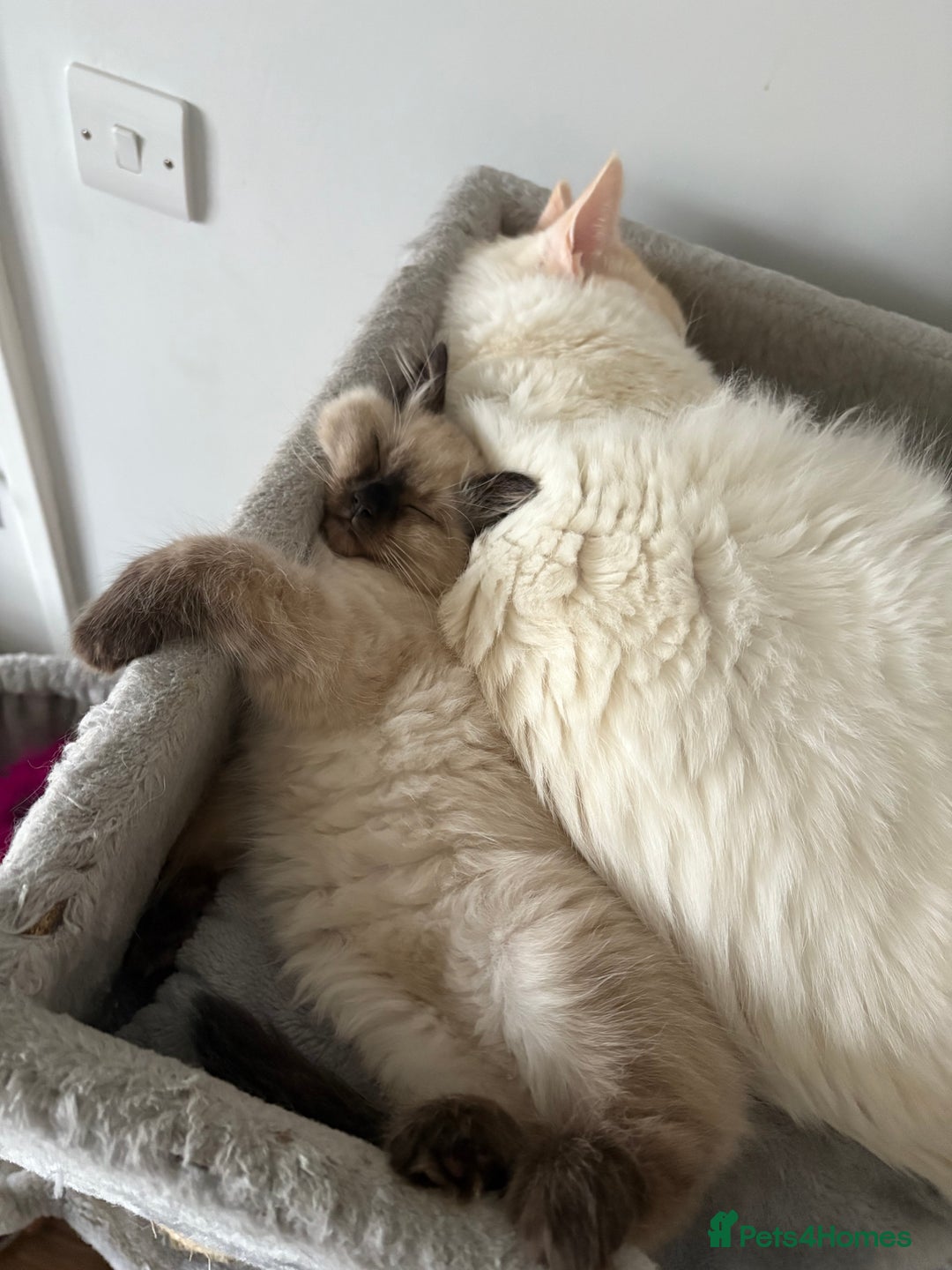 Ragdoll cats for sale: Sealpoint ragdoll  - Advert 5