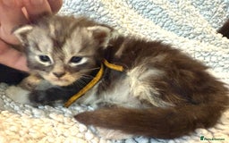 Maine Coon cats for sale: TICA registered russian poly and non poly kittens - Image 2