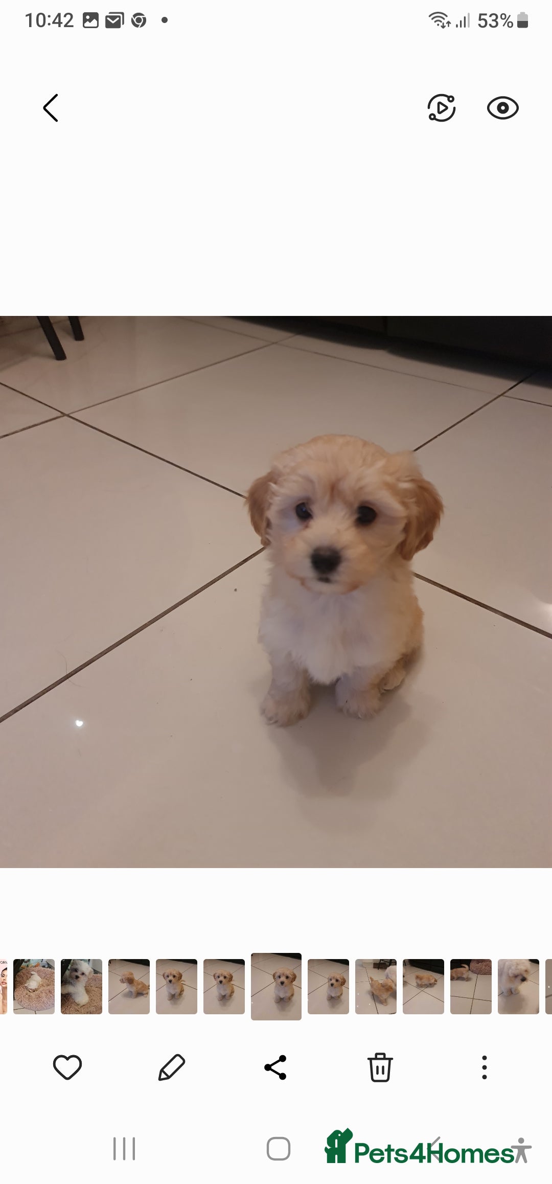 Maltipoo dogs for sale: Maltipoo puppies for sale - Image 23