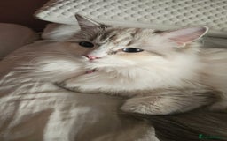 Ragdoll cats for sale: Beautiful Blue Eye, White Female Ragdoll - Image 18