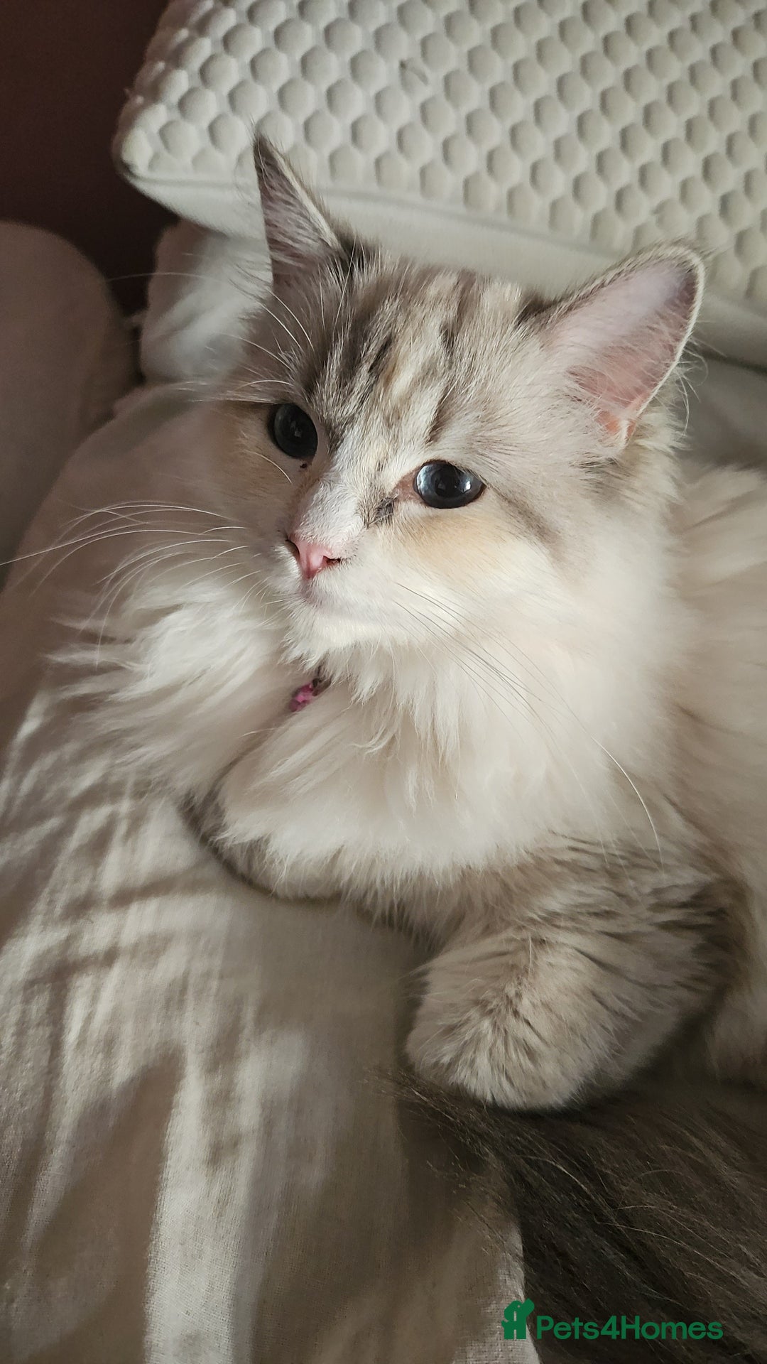 Ragdoll cats for sale: Beautiful Blue Eye, White Female Ragdoll - Image 18