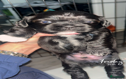 Shih Tzu dogs for sale: Pups for sale - Image 1