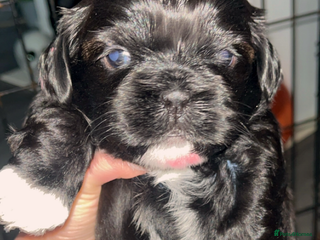 Shih Tzu dogs - Advert 1