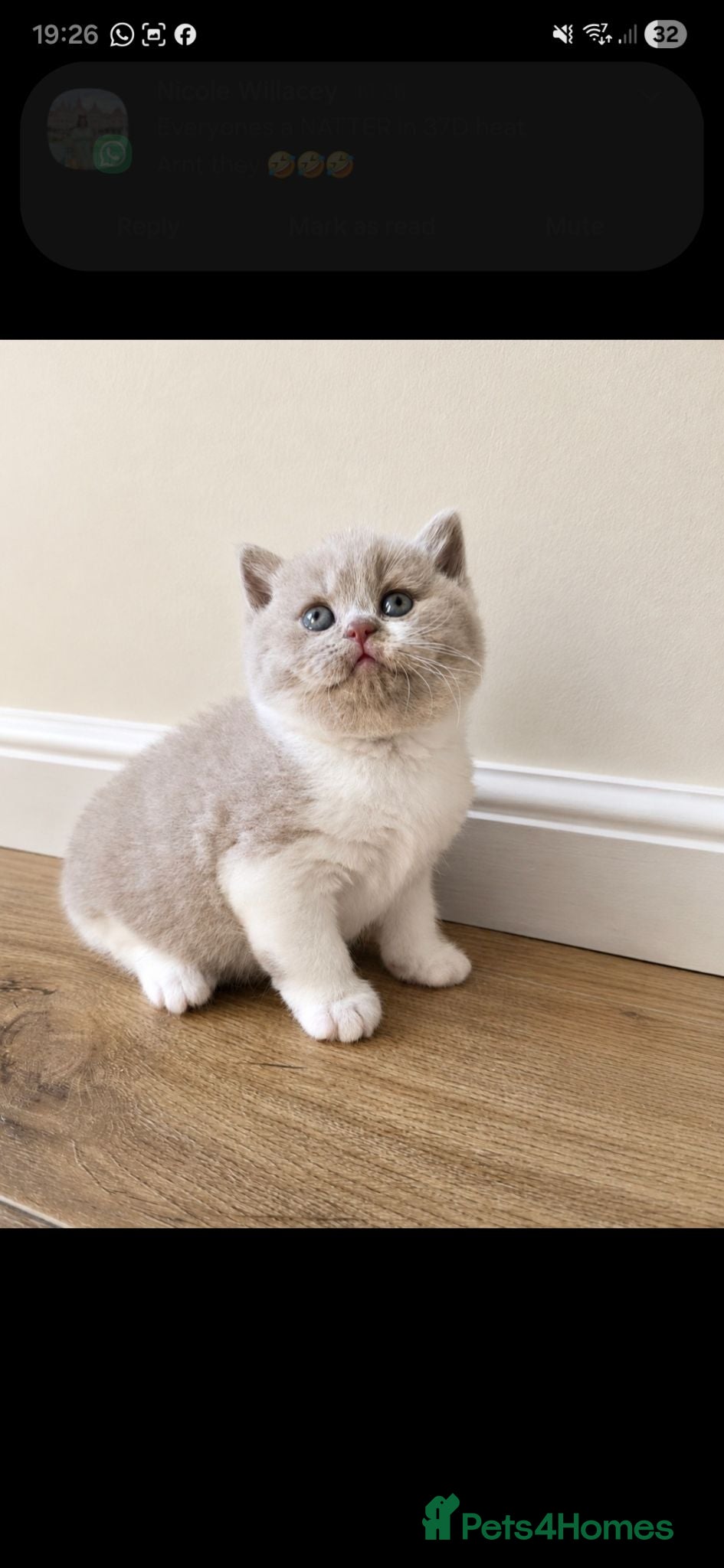 British Longhair cats Exceptional quality GCCF British Longhair  - Advert 2