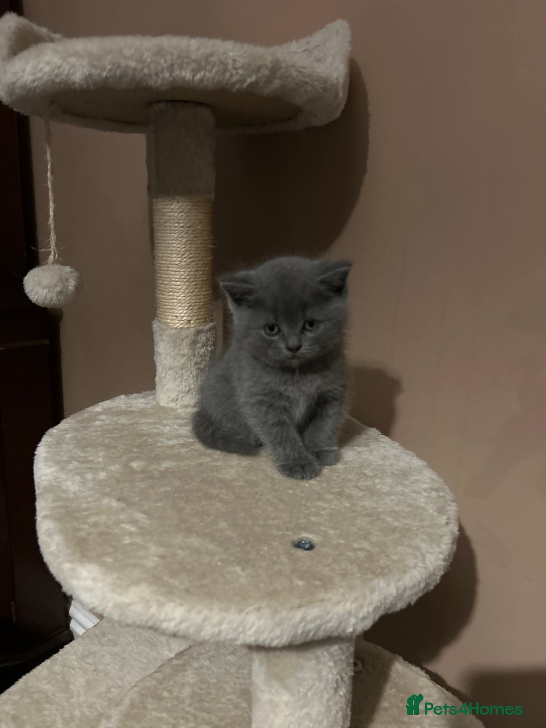 British Shorthair cats for sale: British Shorthair  - Image 8