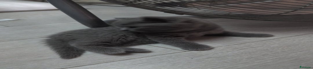 Russian Blue Kitten 1