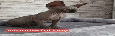 Sphynx Kitten 2