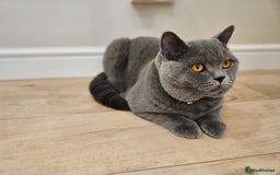 British Shorthair cats for sale: British Shorthair Male Kitten–8 Months Old 🐾💙 - Image 3