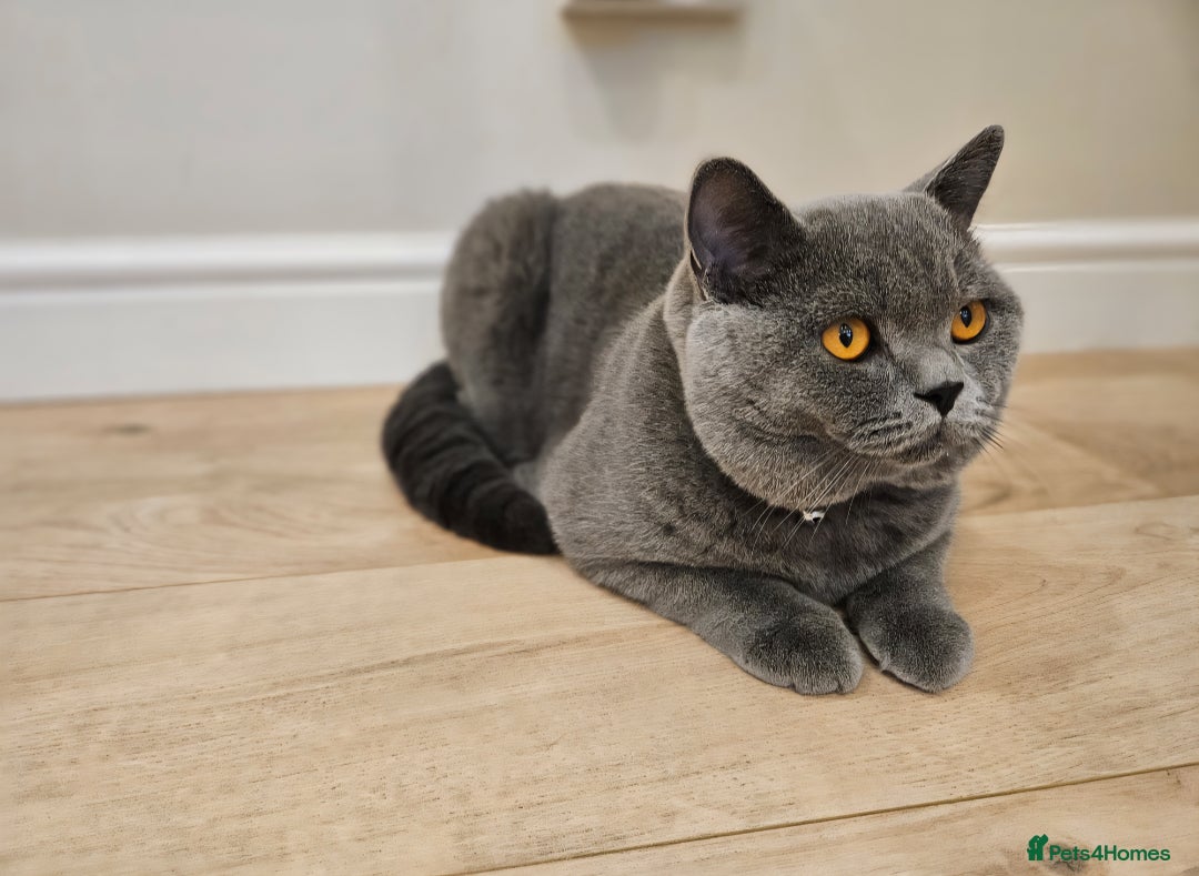 British Shorthair cats for sale: British Shorthair Male Kitten–8 Months Old 🐾💙 - Image 3