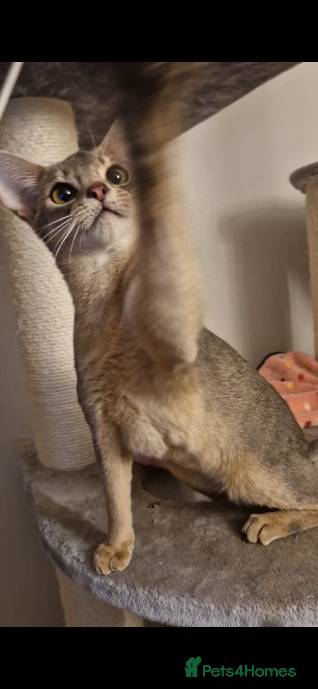 Abyssinian cats for sale: Beautiful blue boy 💙 - Image 10