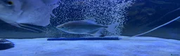 Other/Mixed Breed fish for sale: Silver dollars  - Advert 3