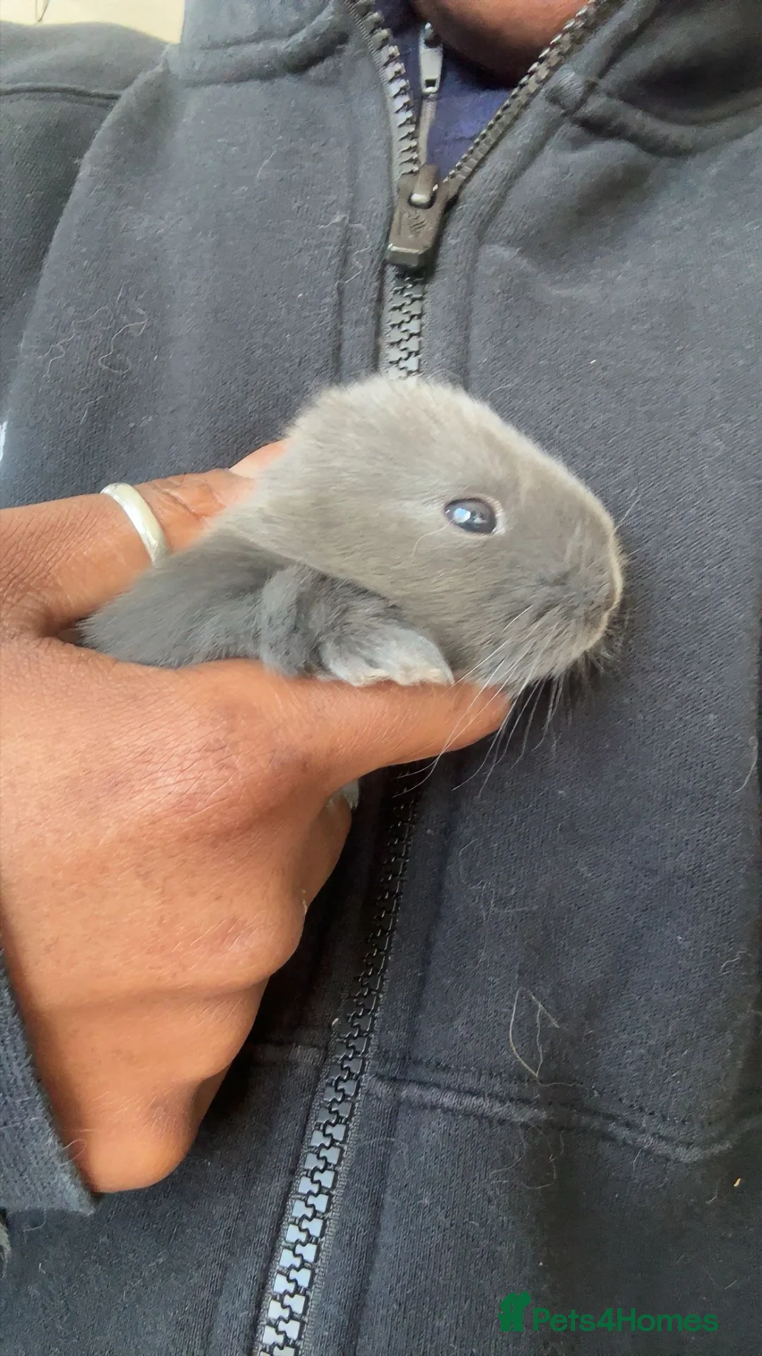 Mixed Breed rabbits for sale: Fluffy bunnies  - Advert 1