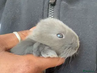 Mixed Breed rabbits Fluffy bunnies - Advert 22