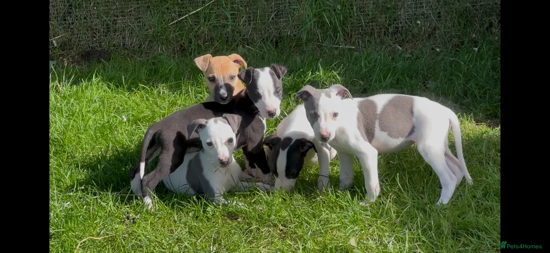 Whippet dogs for sale: Whippet puppy’s  in Beaworthy - Advert 2