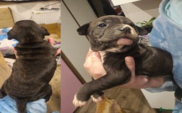 Staffordshire Bull Terrier dogs for sale: Beautiful Staffies looking for a good home - Image 8