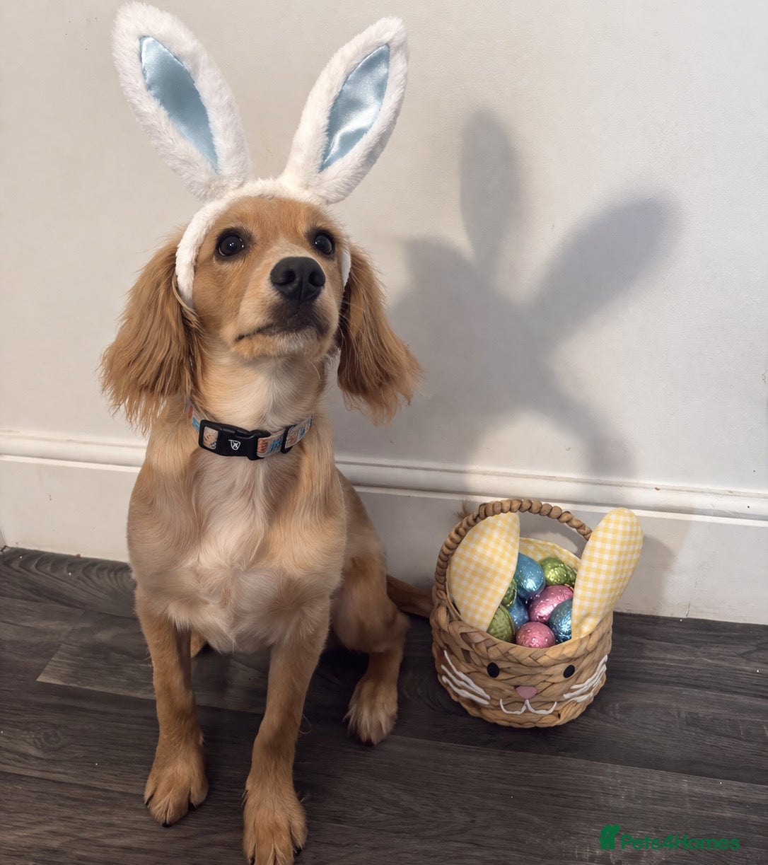 Cocker Spaniel dogs Hugo’s Forever home  - Advert 2