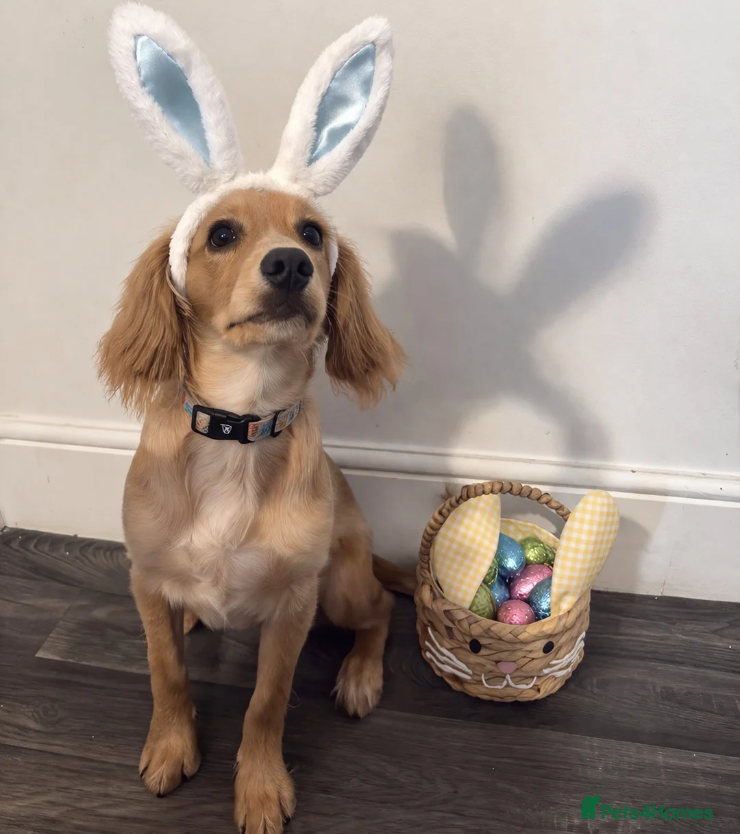 Cocker Spaniel dogs for sale: Hugo’s Forever home  - Advert 1