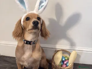 Cocker Spaniel dogs Hugo’s Forever home - Advert 1