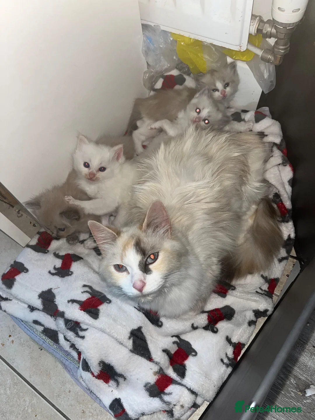 Ragdoll cats for sale: Beautiful mink & traditional ragdoll kittens  - Advert 2