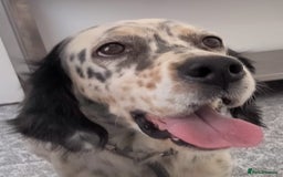 English Setter dogs for adoption: Ella  - Image 6
