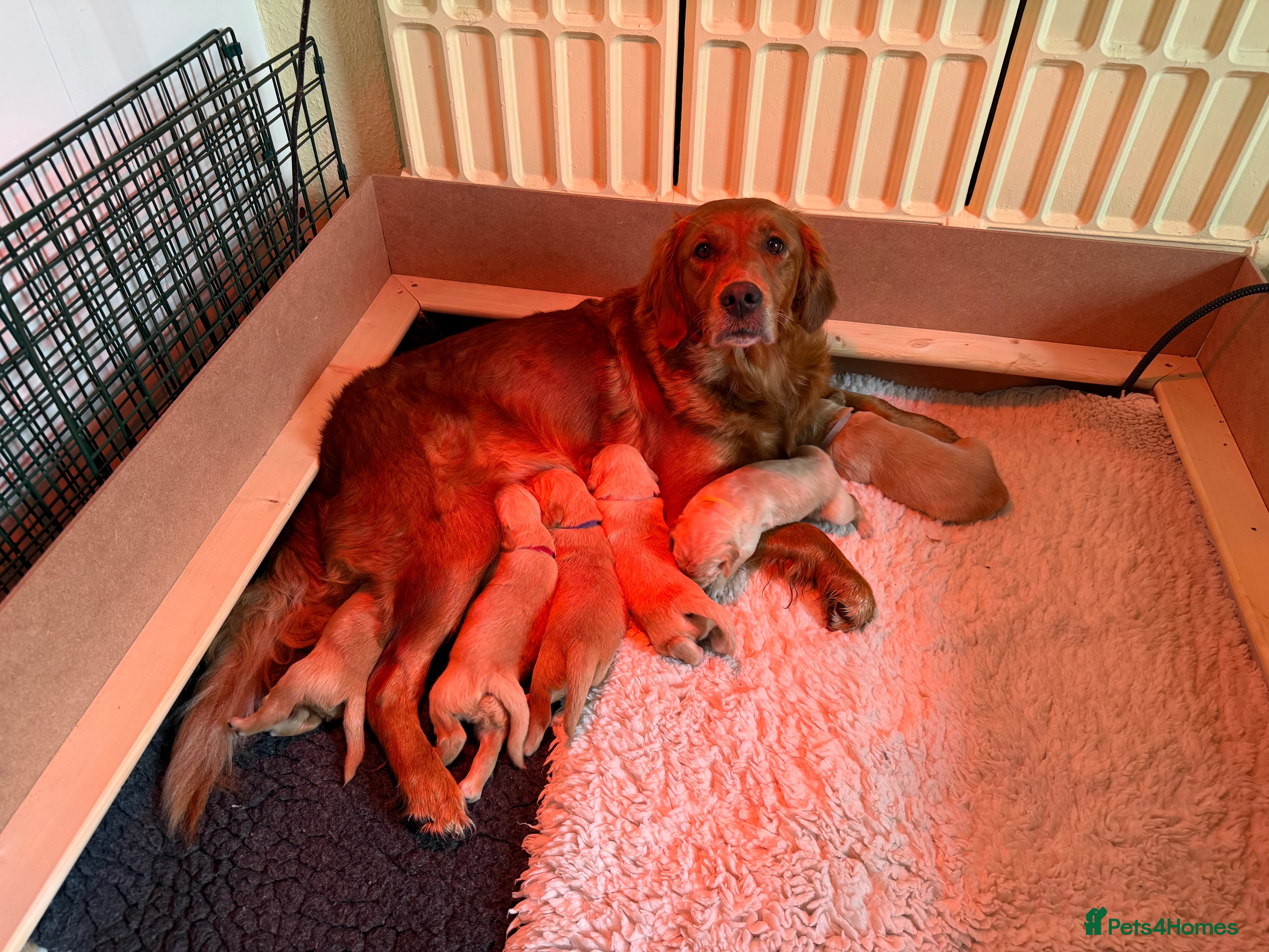 Golden Retriever dogs Golden retriever puppies - Advert 6