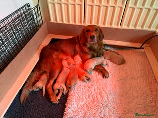 Golden Retriever dogs Golden retriever puppies - Advert 6